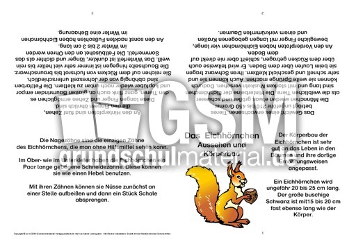 Eichhörnchen-Faltbuch-Aussehen und Körperbau-B.pdf